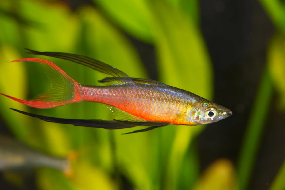 Filigran-Regenbogenfisch (Iriatherina werneri)