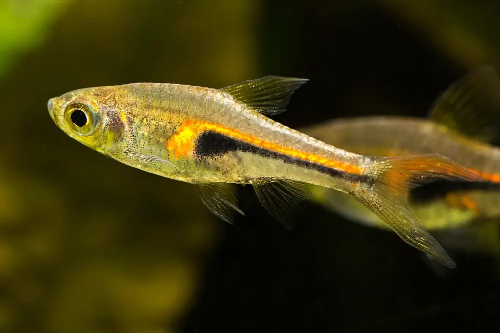 Filigranrasbora (Trigonostigma hengeli)