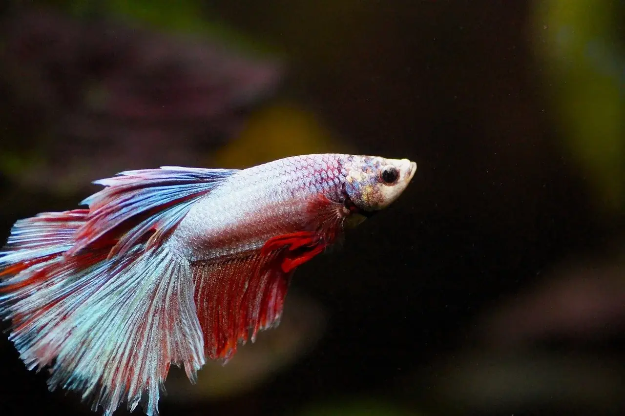 fish, beta, aquarium