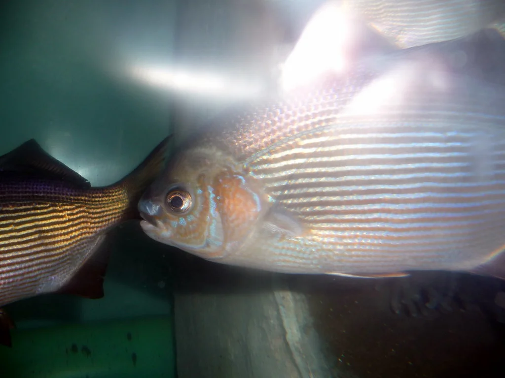 Fischfutter selbst machen: Rezepte und Tipps