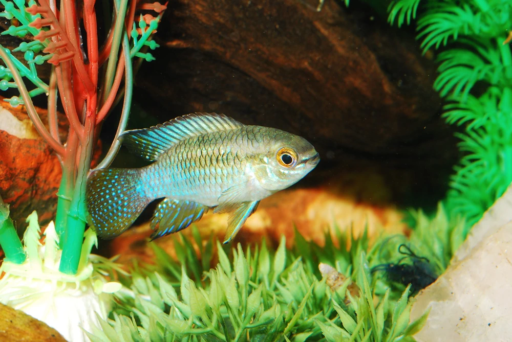 Flaggenbuntbarsch (Laetacara curviceps)