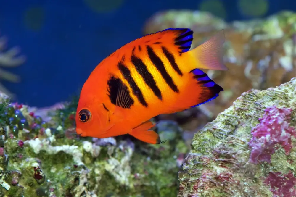 Flammen-Zwergkaiserfisch (Centropyge loricula)