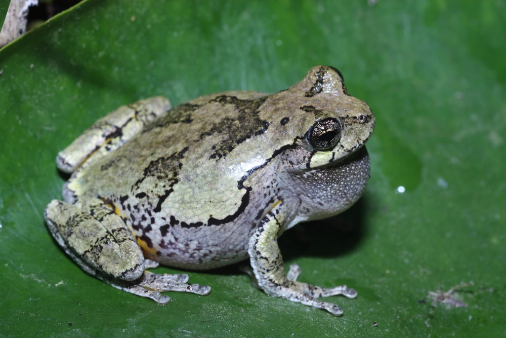 Fleckenlaubfrosch (Hyla versicolor)
