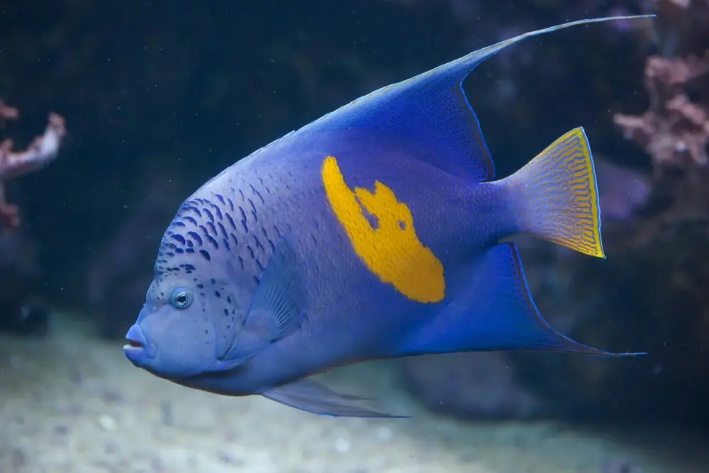 Fledermaus-Kaiserfisch (Pomacanthus maculosus)