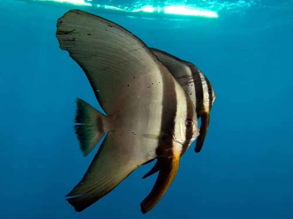 Fledermausfisch (Platax pinnatus)