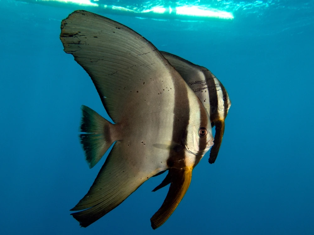 Fledermausfisch (Platax pinnatus)