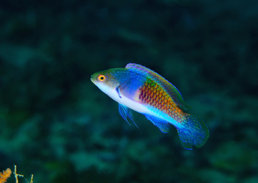 Fransenlippfisch (Cirrhilabrus cyanopleura)