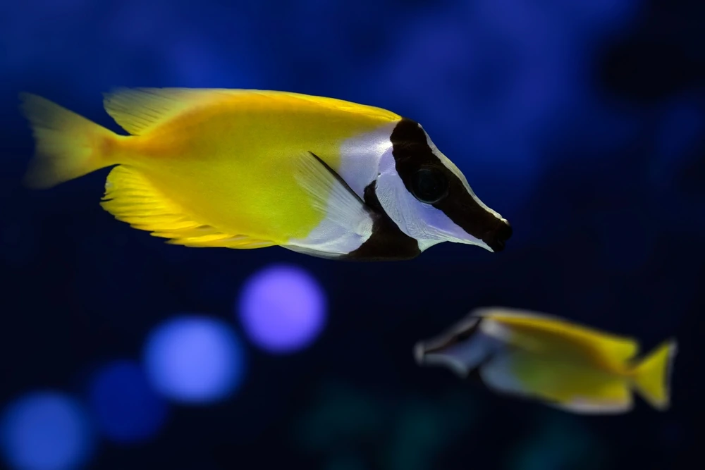 Fuchsgesicht (Siganus vulpinus)