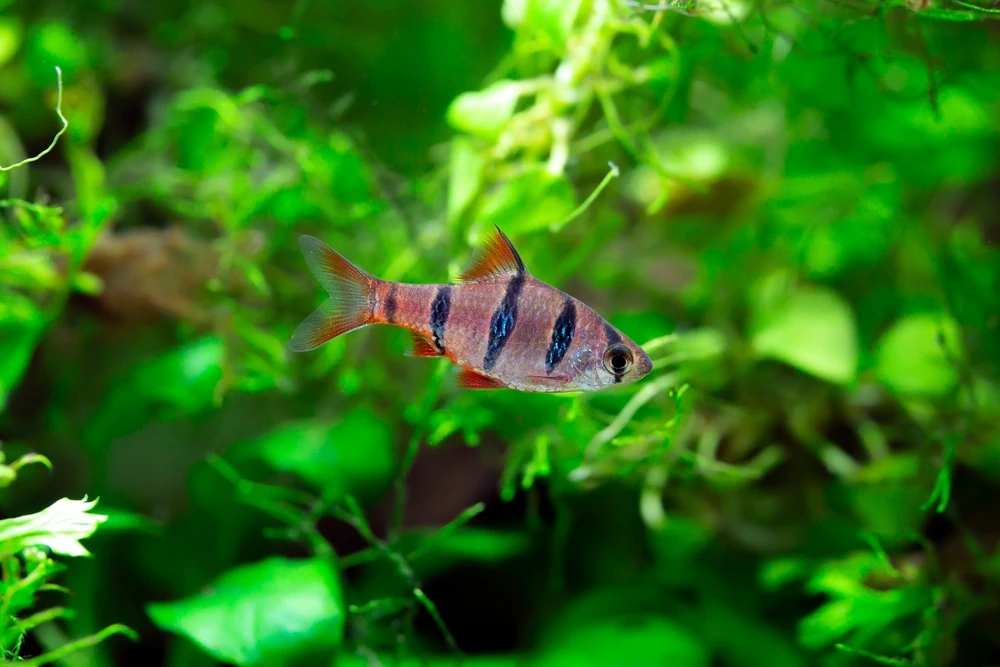 Fünfgürtelbarbe (Desmopuntius pentazona)