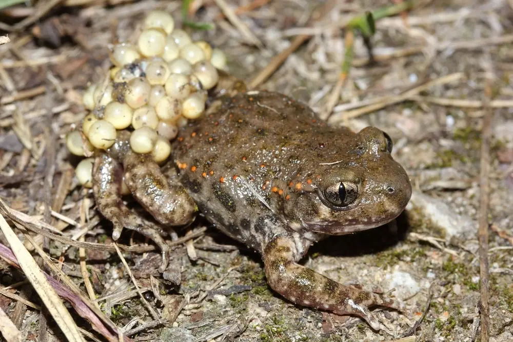 Geburtshelferkröte (Alytes obstetricans)