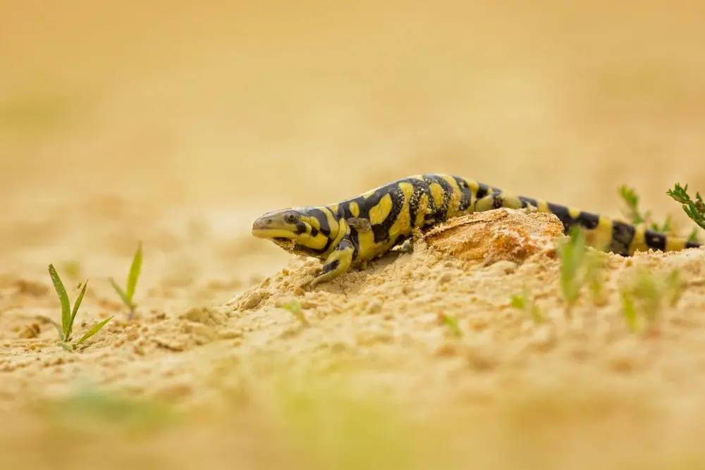 Gefleckter Querzahnmolch (Ambystoma tigrinum)