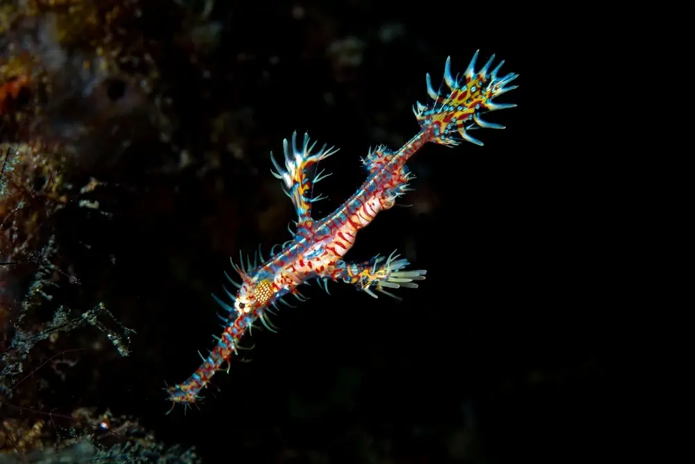 Geisterpfeifenfisch (Solenostomus paradoxus)