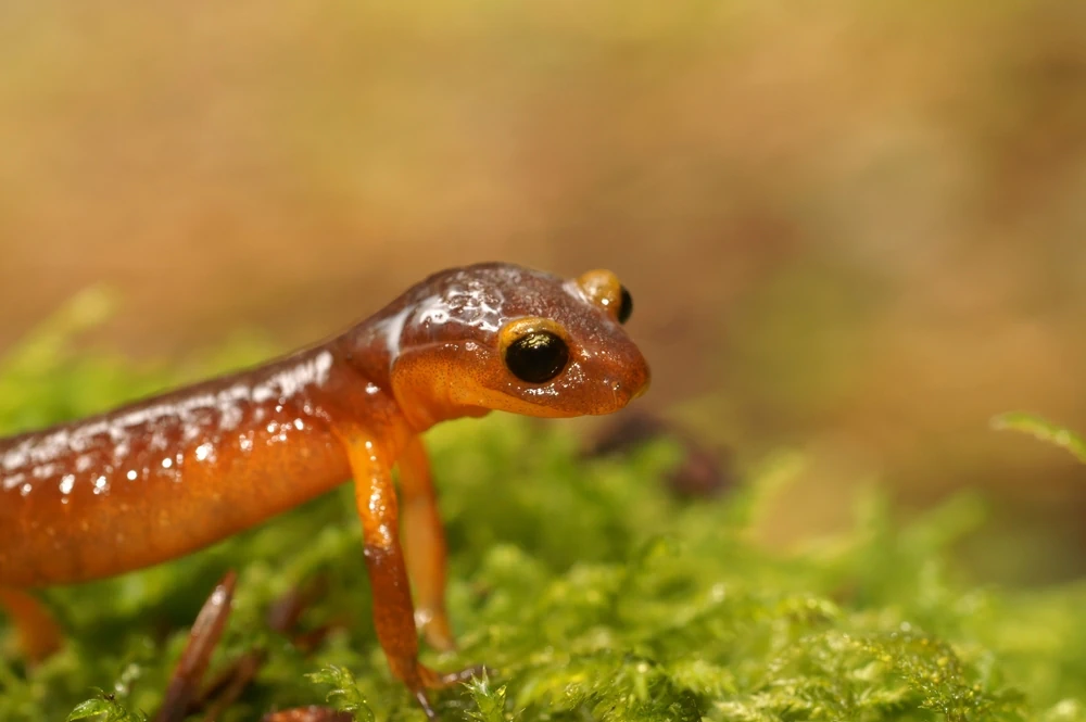 Gelbbauch-Salamander (Ensatina eschscholtzii xanthoptica)