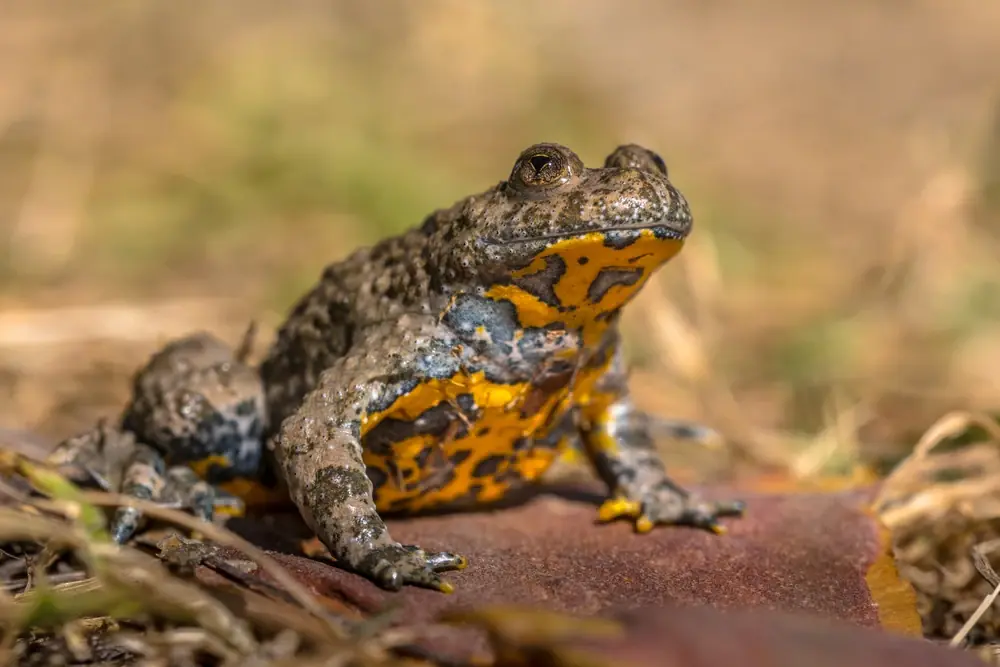 Gelbbauchunke (Bombina variegata)