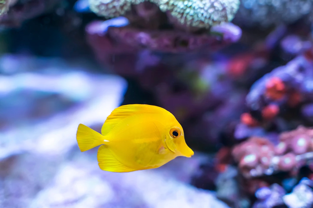 Gelber Doktorfisch (Zebrasoma flavescens)