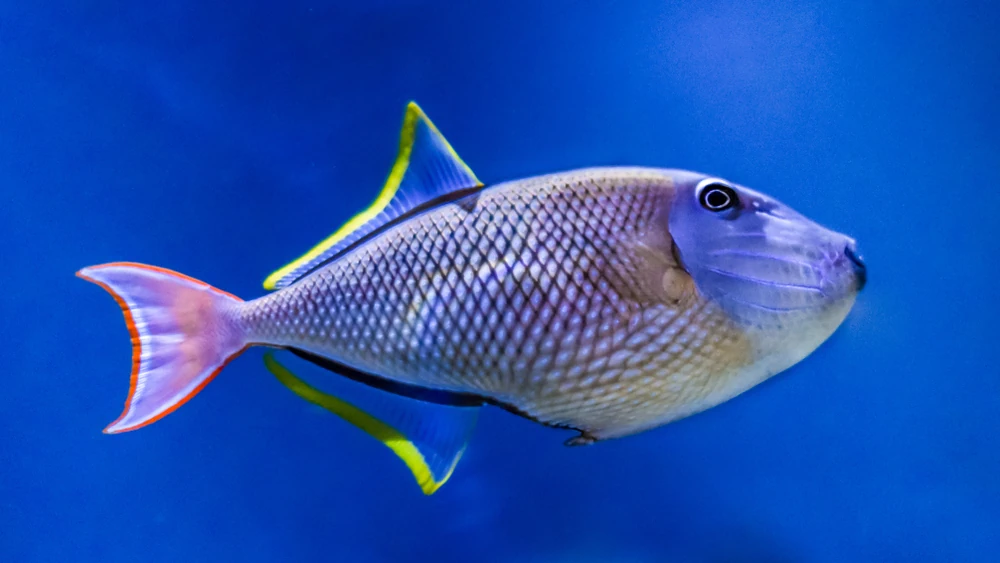 Gelber Drückerfisch (Xanthichthys mento)