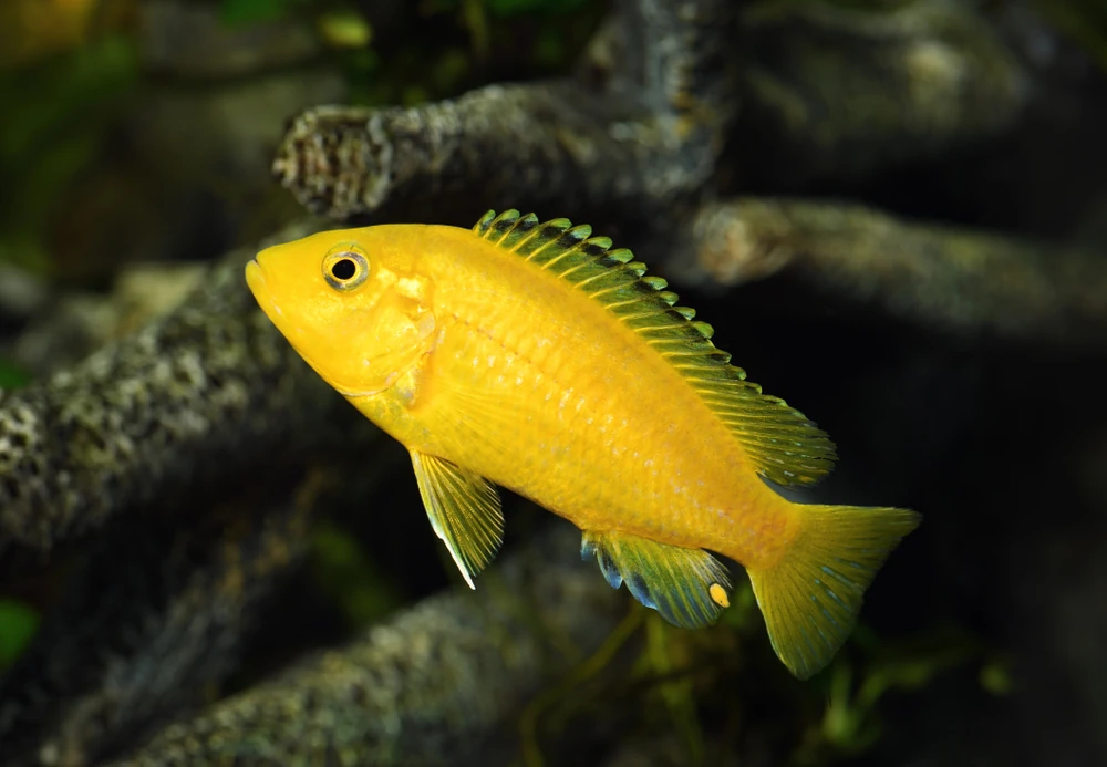 Gelber Labidochromis (Labidochromis caeruleus)