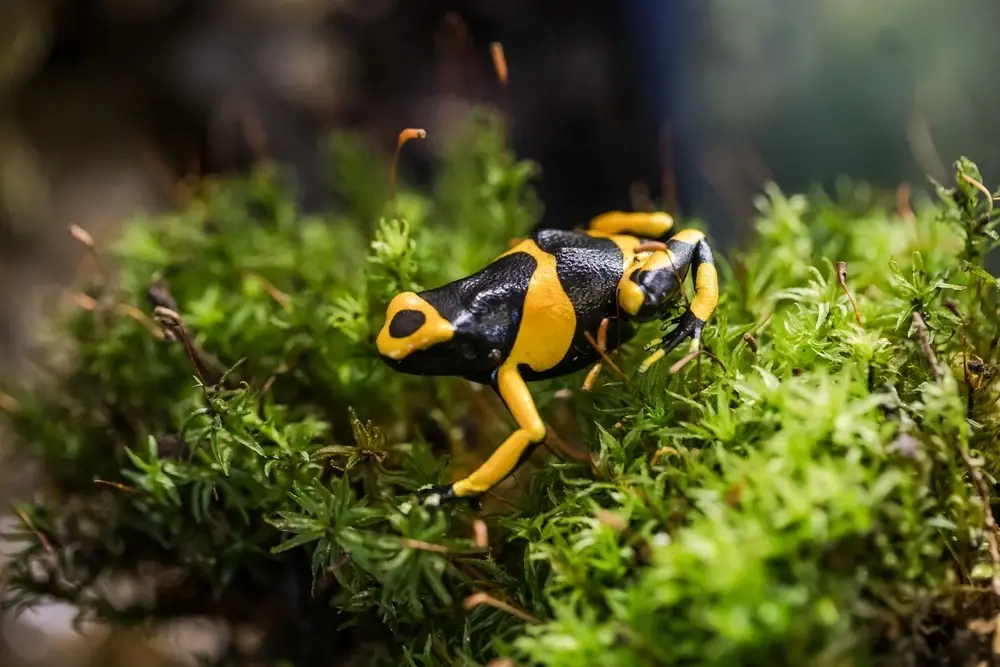 Gelber Pfeilgiftfrosch (Dendrobates leucomelas)