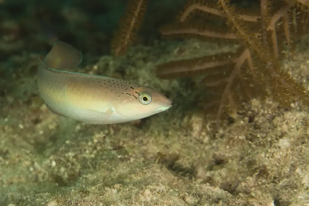 Gelbkopf-Junker (Halichoeres garnoti)