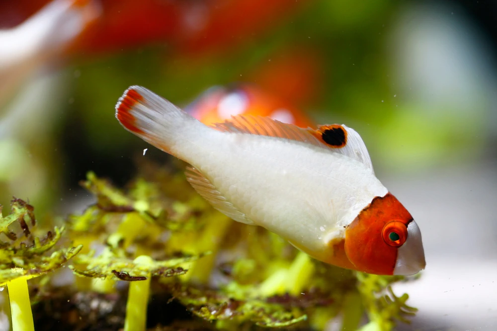 Gelbkopf-Papageifisch (Cetoscarus bicolor)