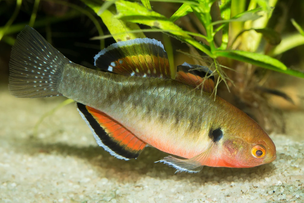 Gelbkopf-Schläfergrundel (Hypseleotris compressa)