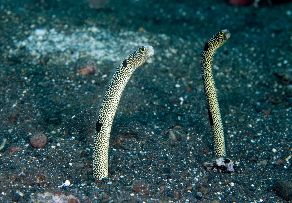 Gelbkopf-Schlangenaal (Gorgasia sillneri)