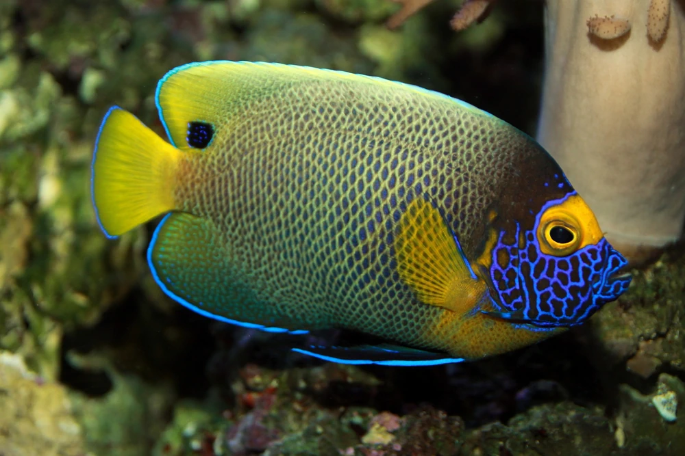 Gelbmasken-Kaiserfisch (Pomacanthus xanthometopon)