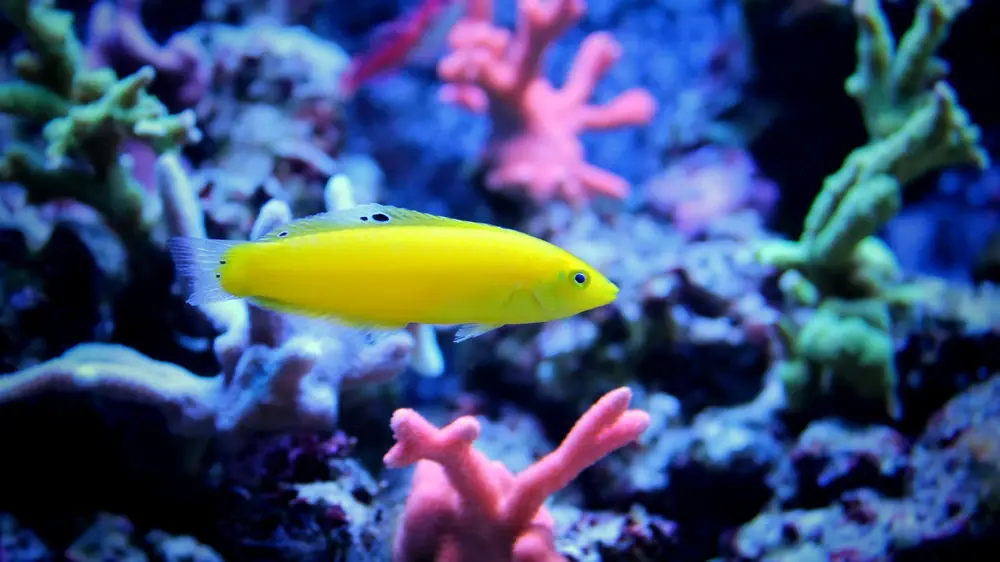 Gelbmaul-Junker (Halichoeres chrysus)