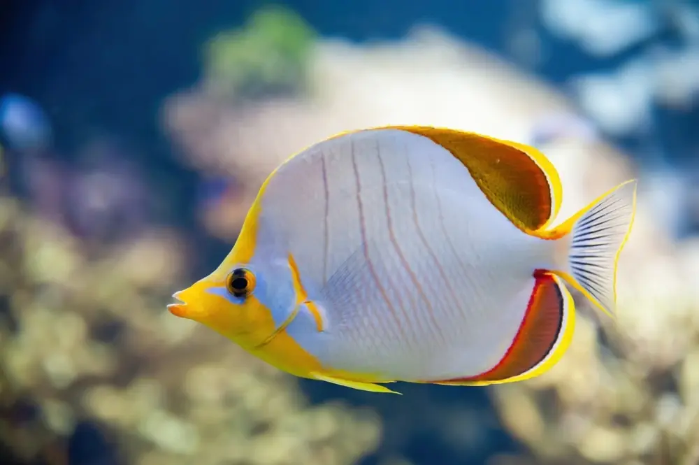 Gelbstreifen-Falterfisch (Chaetodon xanthocephalus)