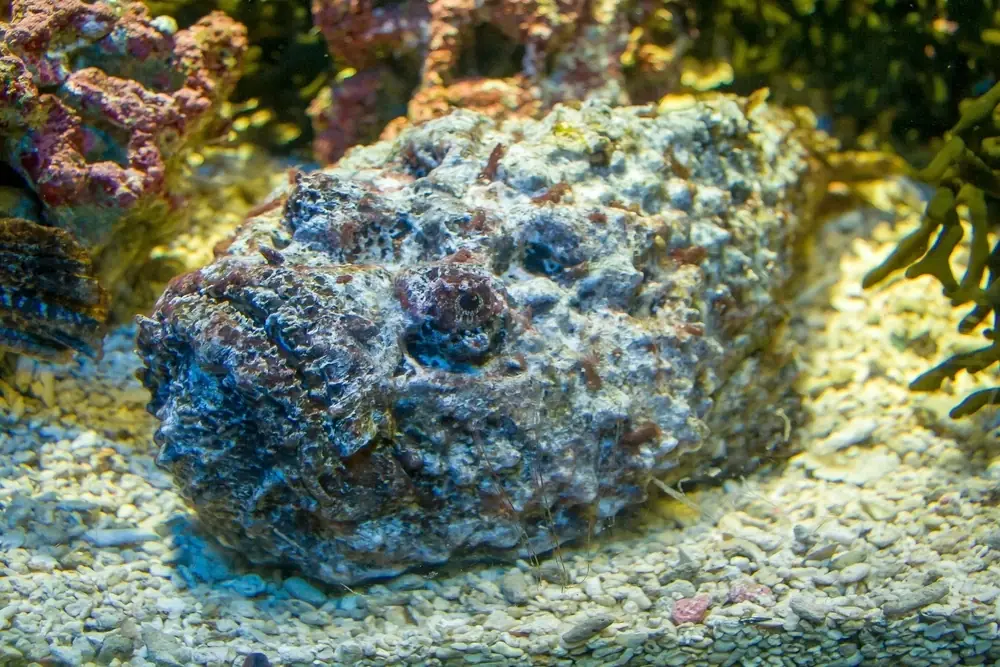 Gemeiner Steinfisch (Synanceia verrucosa)