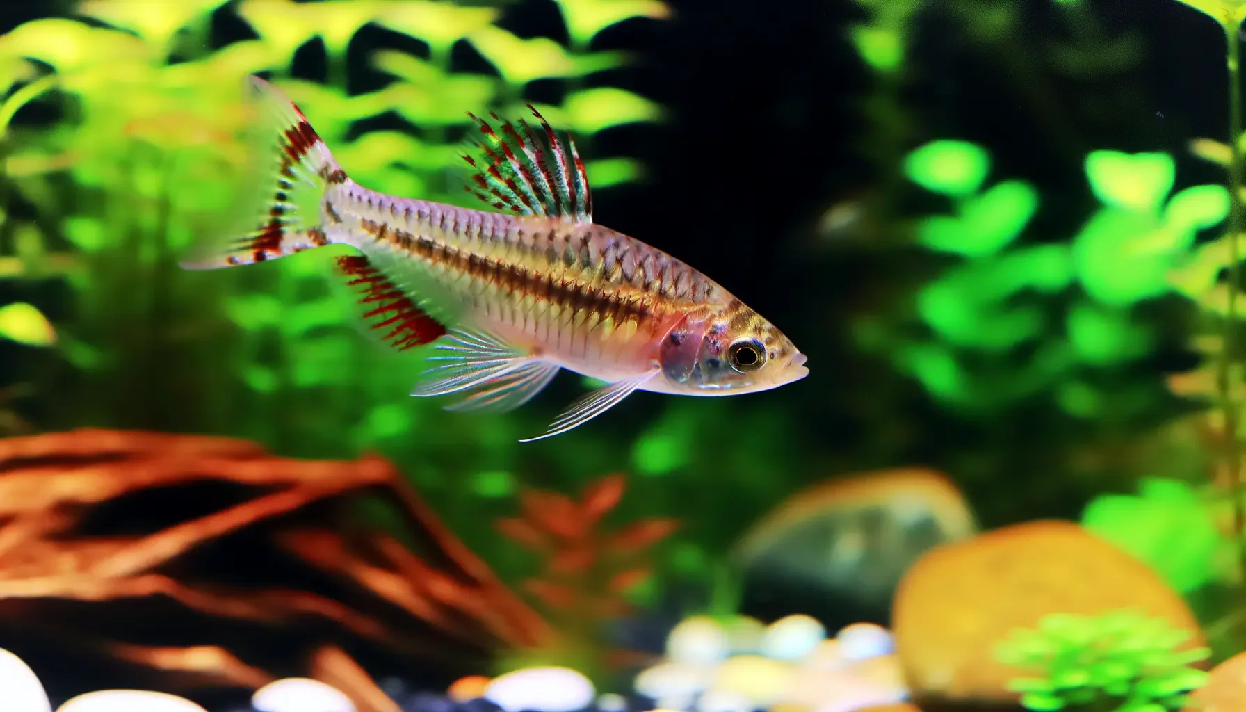 Genetische Vielfalt in der Fischzucht