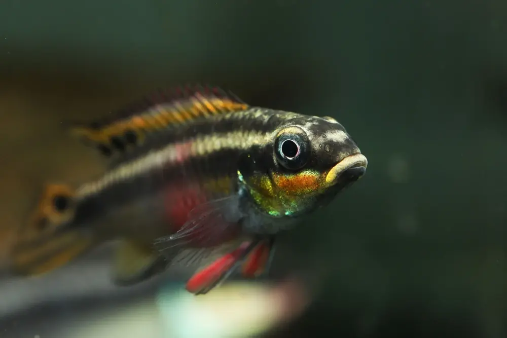 Gestreifter Froschbuntbarsch (Pelvicachromis taeniatus)