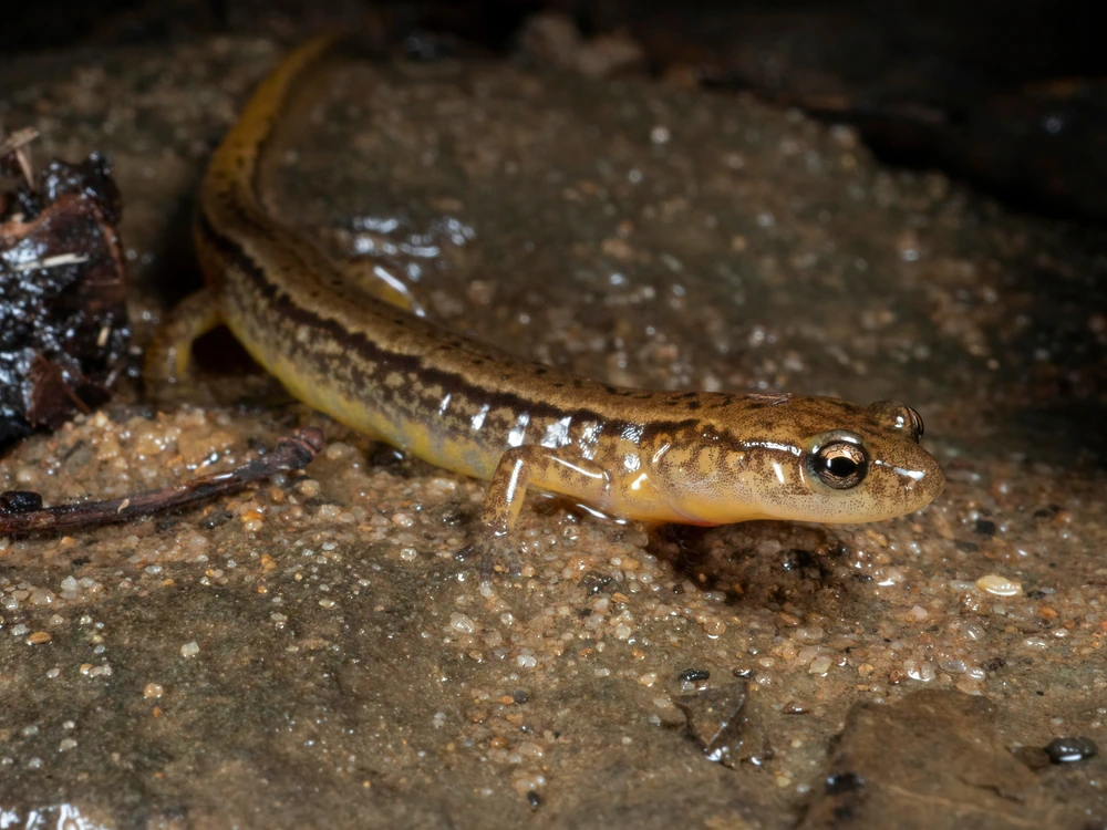 Gestreifter Salamander (Eurycea bislineata)