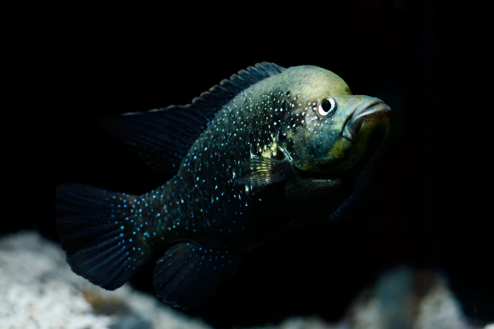 Glasbuntbarsch (Paratilapia polleni)