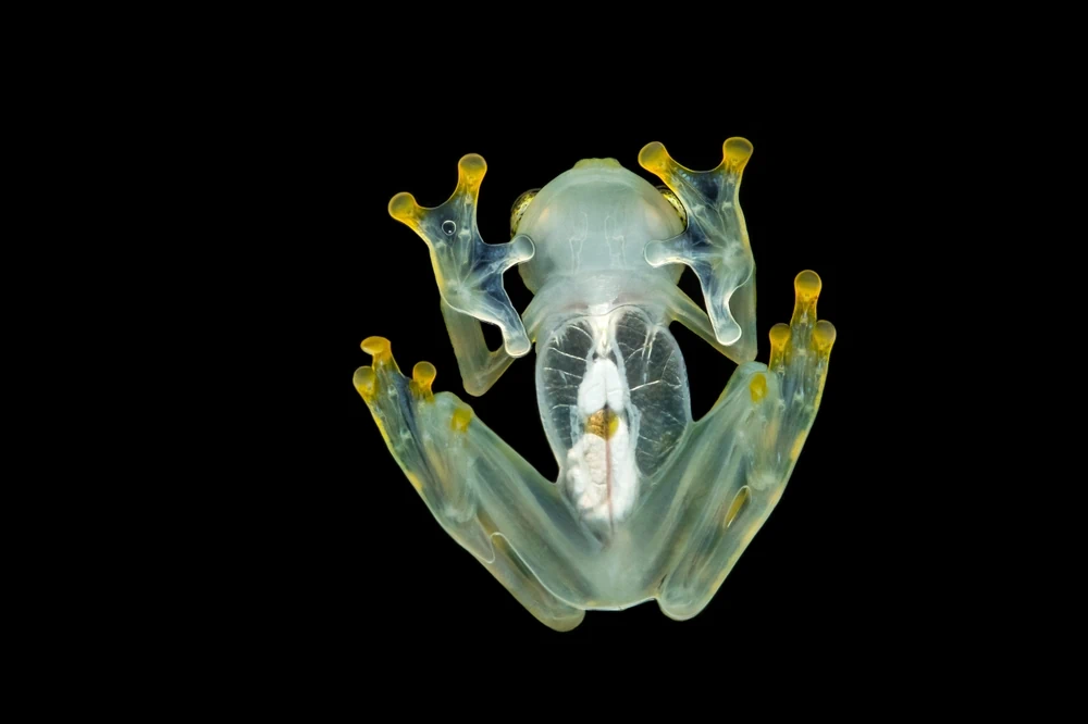 Glasfrosch (Centrolenidae)