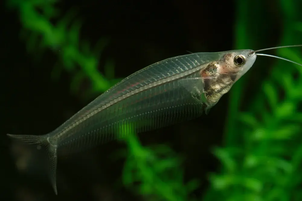 Glaswels (Kryptopterus vitreolus)