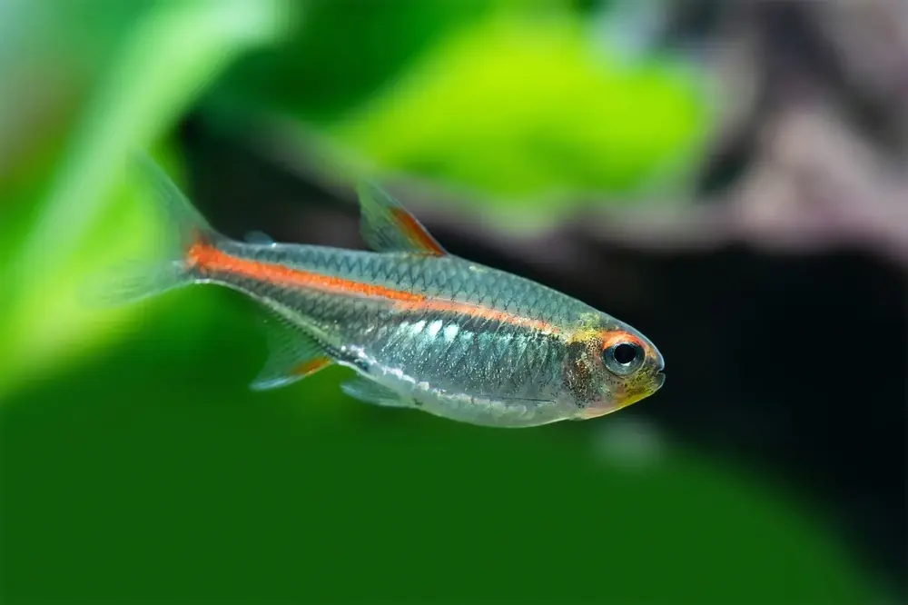 Glühkohlen-Salmler (Hemigrammus erythrozonus)