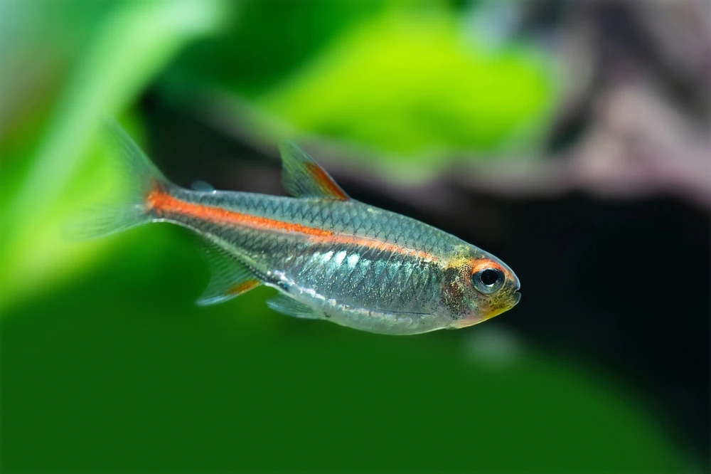 Glühkohlen-Salmler (Hemigrammus erythrozonus)