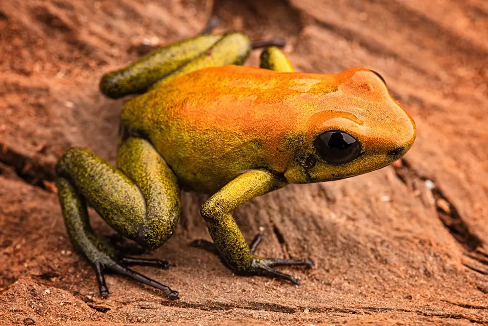 Goldbaumsteiger (Phyllobates bicolor)