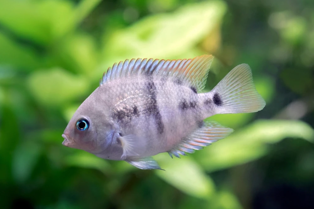 Goldbuntbarsch (Amatitlania sajica)