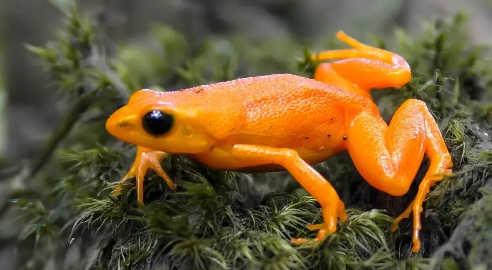 Goldener Mantella (Mantella aurantiaca)