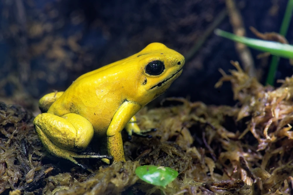 Goldener Pfeilgiftfrosch (Phyllobates terribilis)