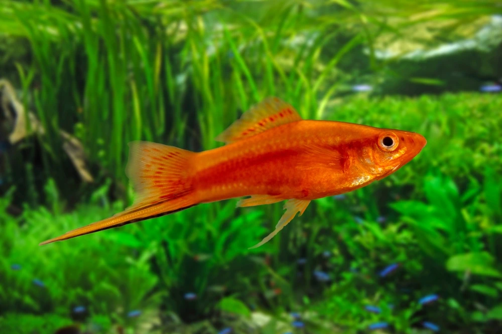 Goldener Schwertträger (Xiphophorus hellerii)