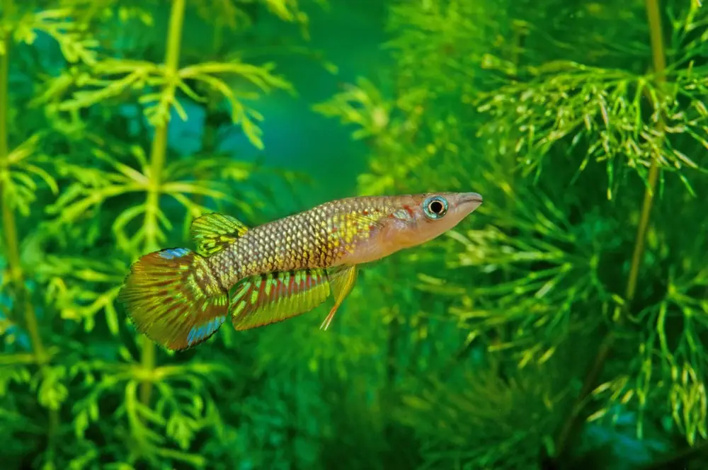 Goldener Streifenhechtling (Aplocheilus lineatus)