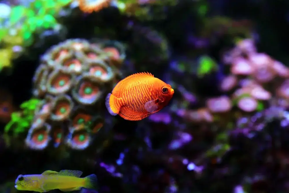 Centropyge aurantia