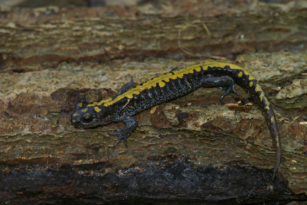 Goldgefleckter Salamander (Ambystoma macrodactylum)