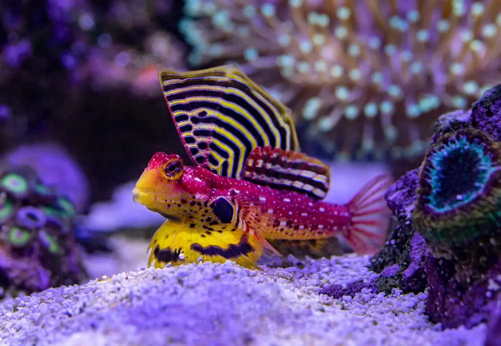 Goldleierfisch (Synchiropus sycorax)