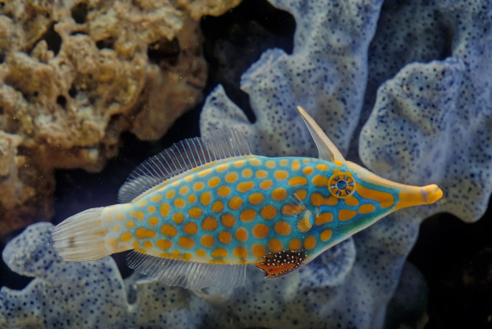 Goldring-Feilenfisch (Oxymonacanthus longirostris)