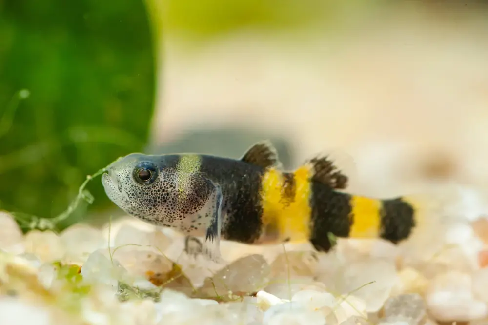 Goldringelgrundel (Brachygobius xanthozonus)