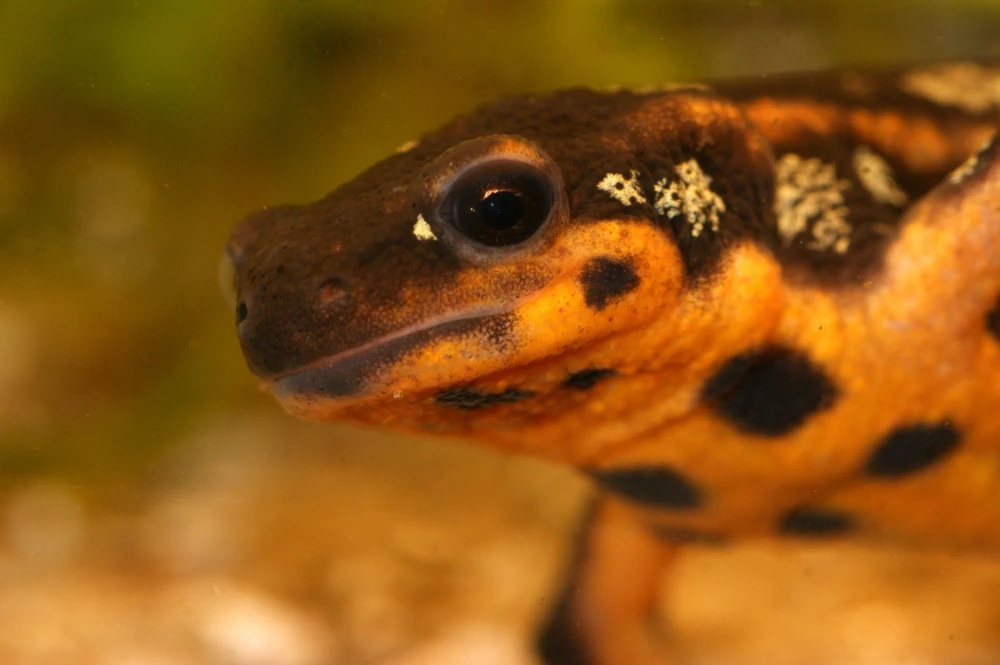 Goldstaubmolch (Cynops ensicauda popei)